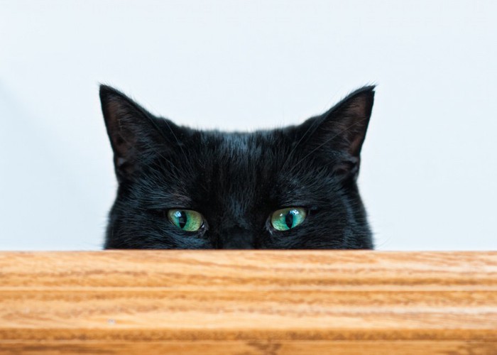 テーブルの下から顔をのぞかせる黒猫