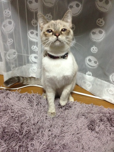 カーテンの前で見上げている猫