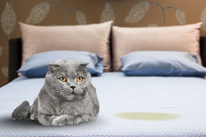 粗相したベッドの上に座る猫