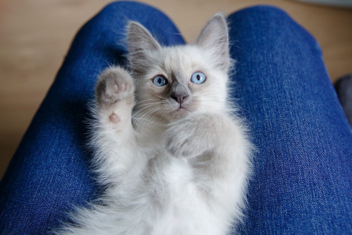 膝の上でへそ天する青い目の猫