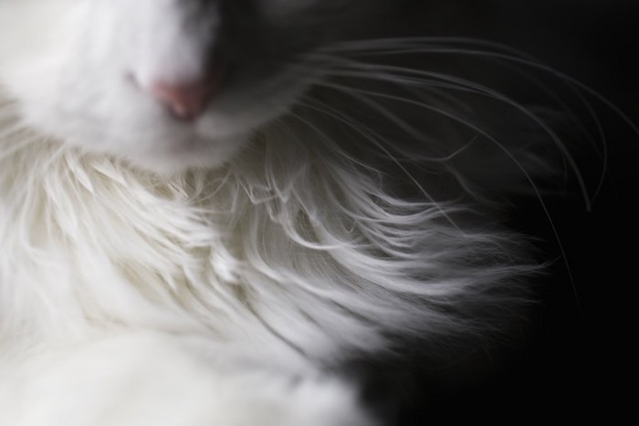 白い猫の胸毛アップ