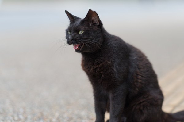 鳴く黒い猫
