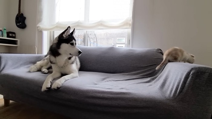 ソファーから移動する子猫
