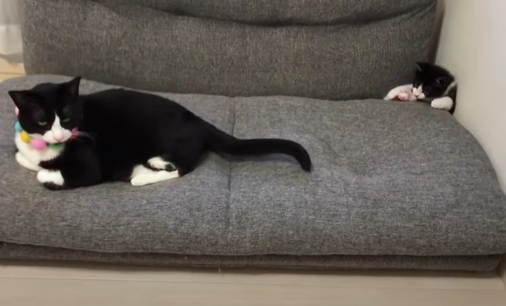 ソファーの上にいる2匹の猫