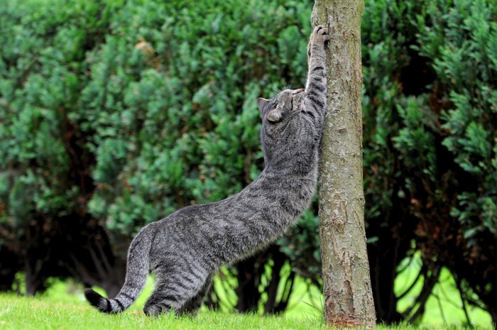 木で研ぐ猫