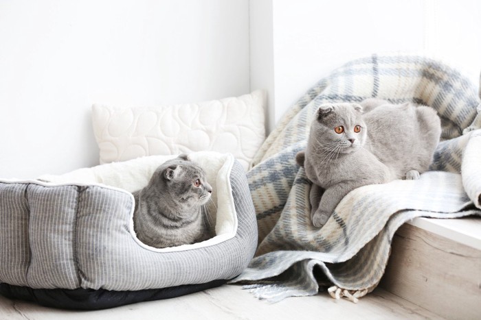 猫ベッドに入る猫と毛布の上にいる猫
