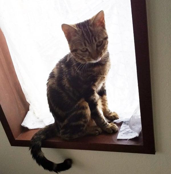 窓枠の猫