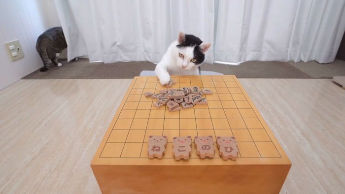 将棋盤と猫