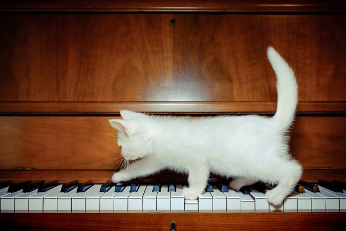 ピアノのうえの猫