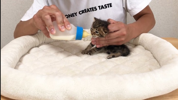 ミルクを飲んでいる子猫