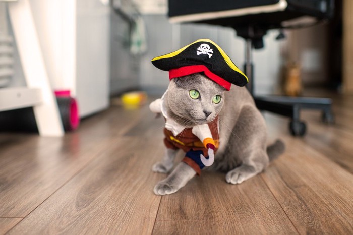 海賊のコスプレをする猫