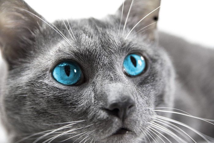 ブルー色の目の猫