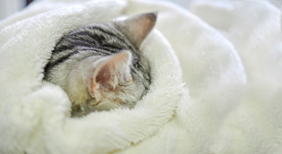 布団で安眠する猫