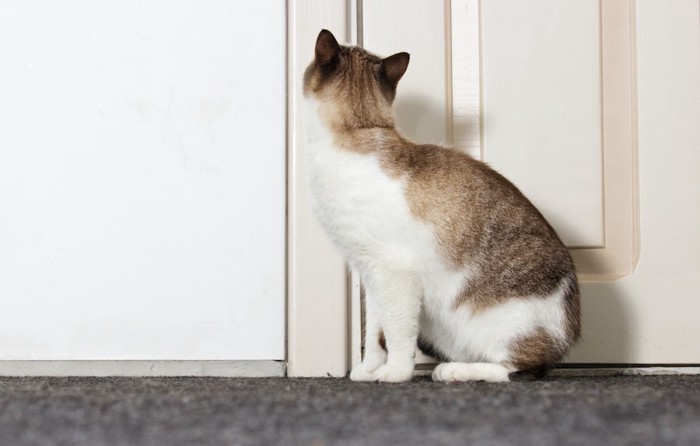 閉まった扉の前に座っている猫