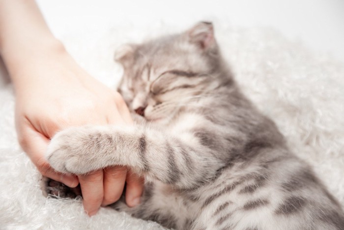手に抱きつく猫