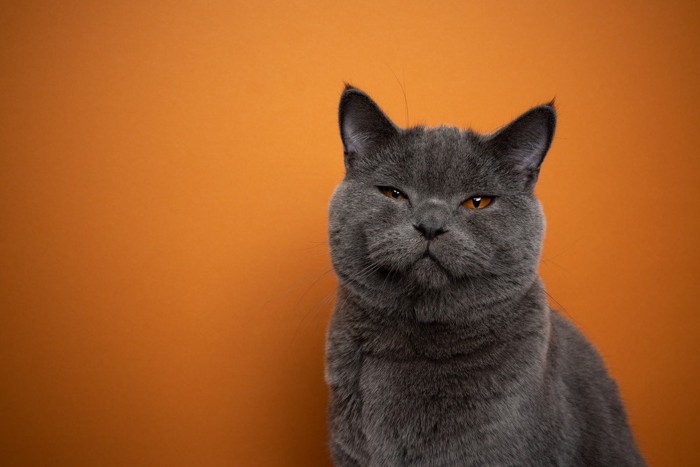 オレンジ背景のグレー猫