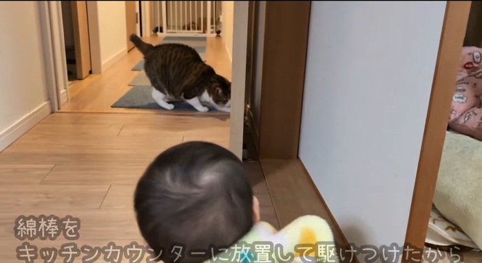 猫を見つめる赤ちゃん