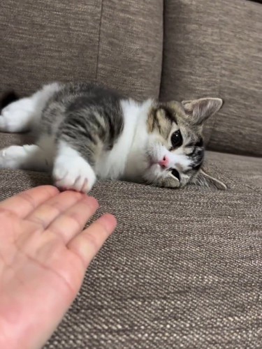 人の手を触る猫