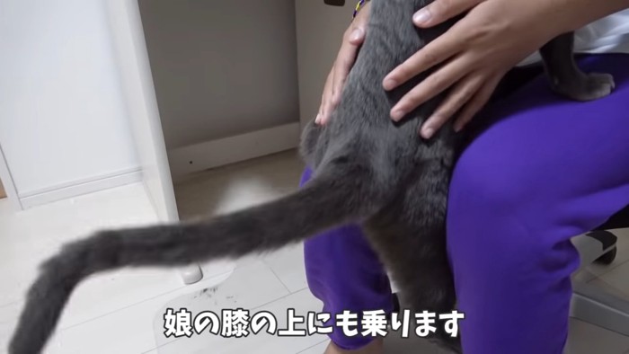 人の膝の上に乗る猫