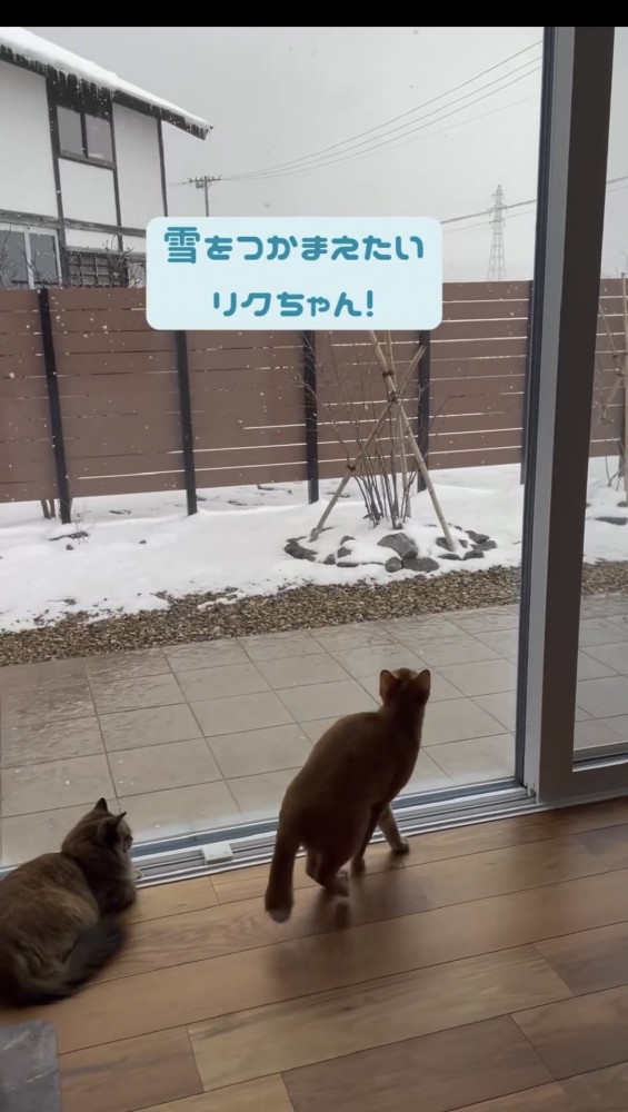 外を眺める2匹の猫
