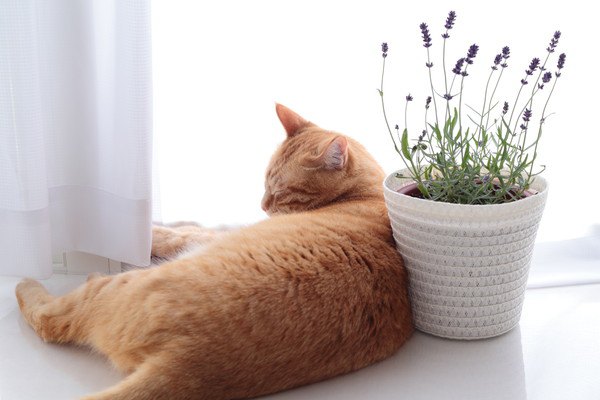窓際の植木にくつろぐ猫