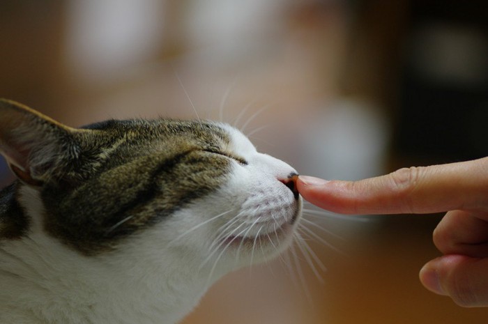 手の匂いを嗅ぐ猫