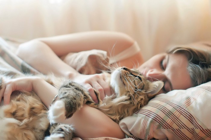人のベッドで寝る猫