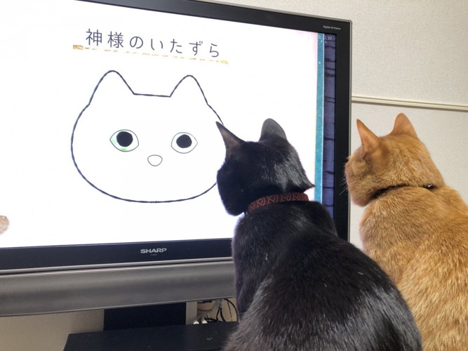 並んでテレビを見る2匹の猫