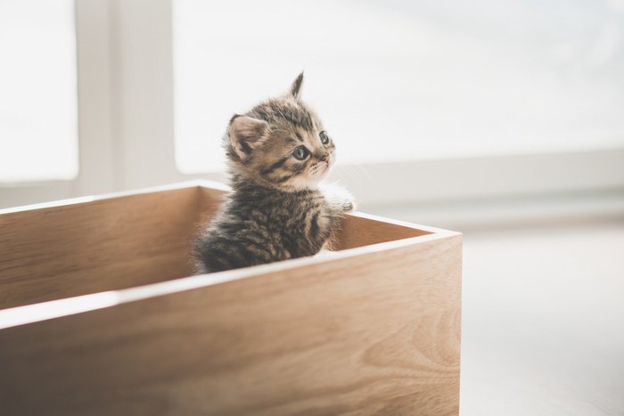 木の箱に入っている子猫