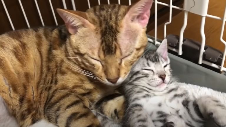 眠る父猫と子猫