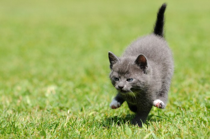 芝生を走るグレーの子猫