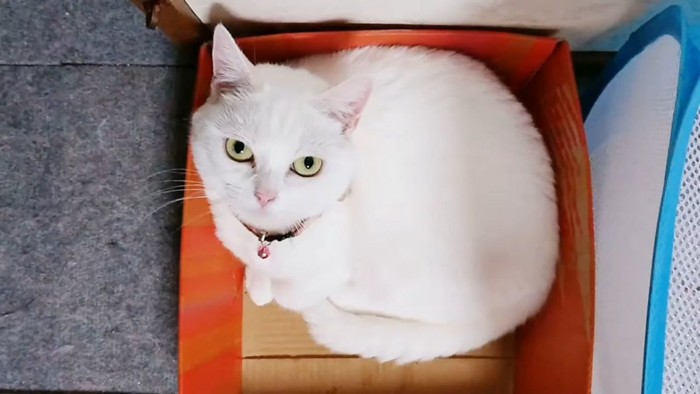 上から見た箱の中にいる猫