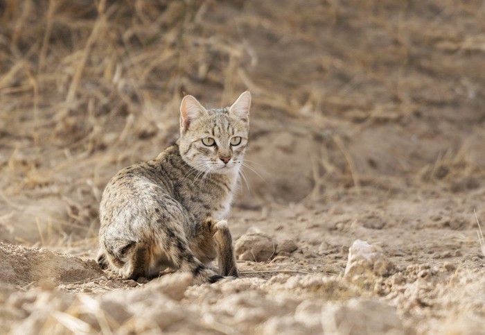 砂漠で暮らす猫