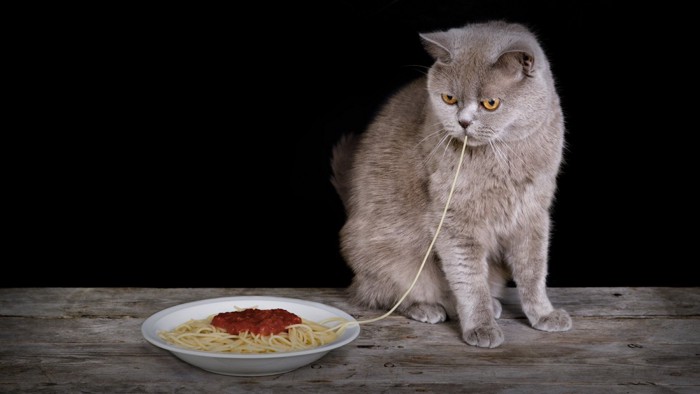 パスタを食べる猫