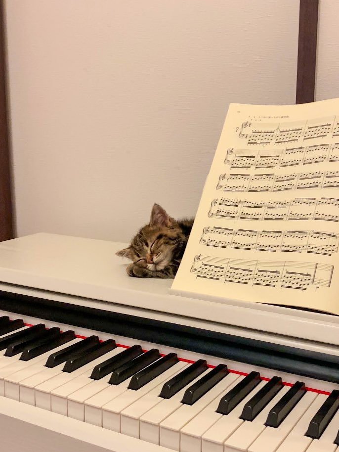 楽譜の裏で寝る子猫