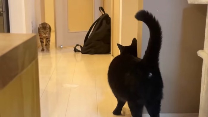 黒猫の後ろ姿と前から歩いてくるベンガル