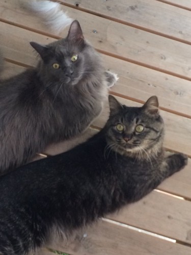 先住猫ブーフィー（左）と仲良く日光浴
