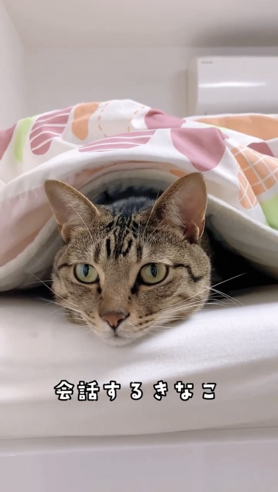 布団の中にいる猫