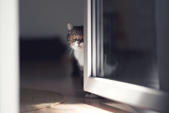 ドアの影にいる猫