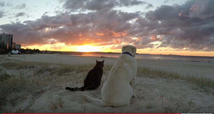夕日と猫と犬