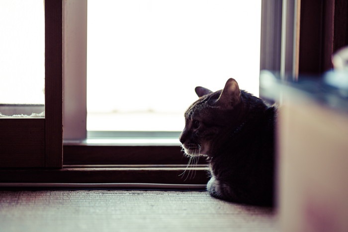 窓ぎわの猫