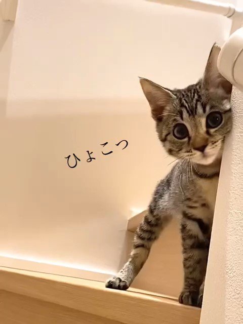 壁から顔を出す子猫