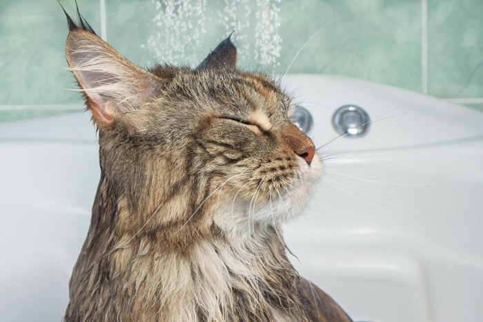 お風呂で目を閉じた猫