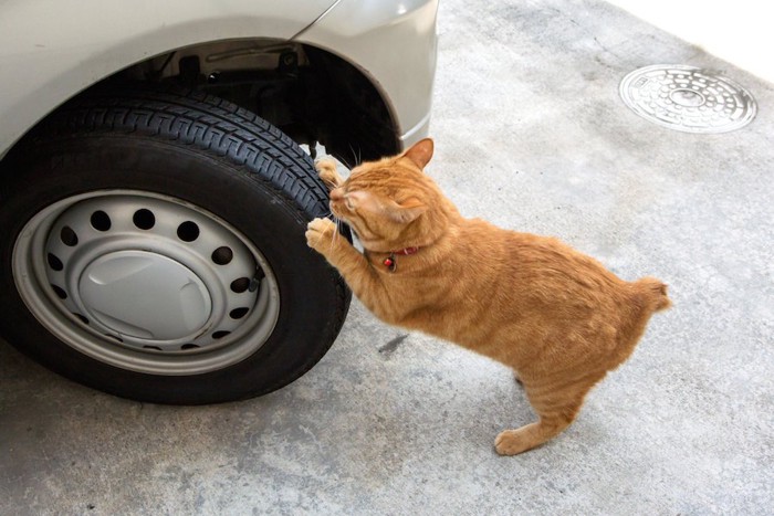 車のタイヤで爪を研ぐ猫