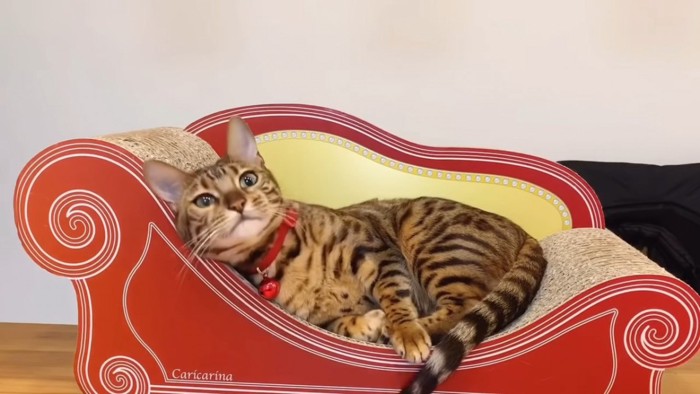 爪とぎソファーに横たわる猫