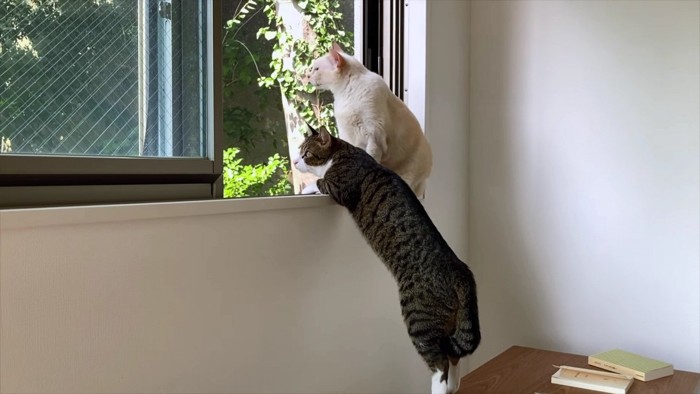 立ち上がる猫と窓辺の猫2枚目