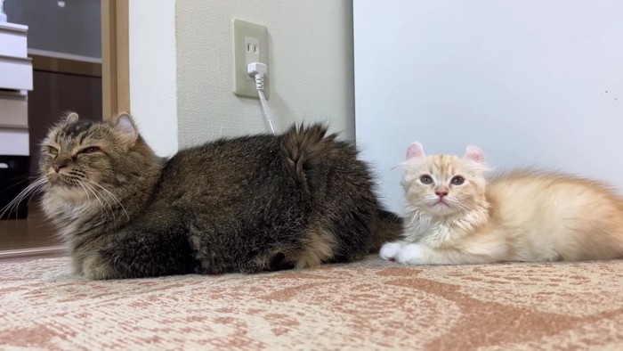 左に長毛猫、右に金色子猫