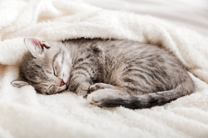 毛布の上で寝る子猫