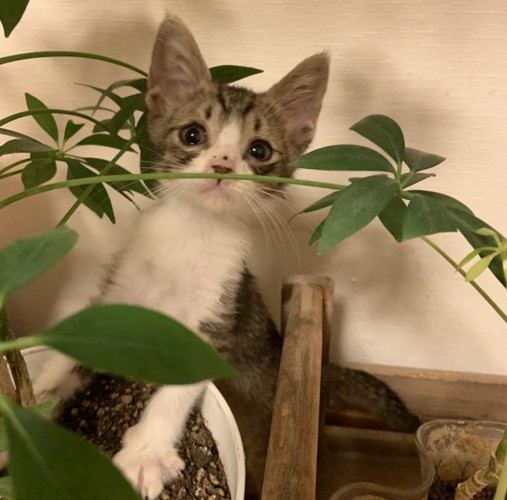 植木に興味を持つ子猫