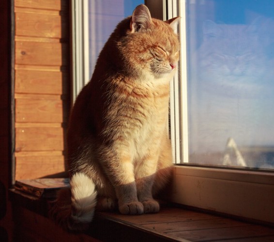 窓辺で日なたぼっこして目を閉じる猫